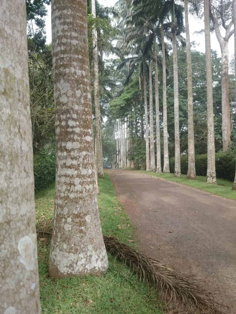 Aburi Botanical Gardens in Ghana
