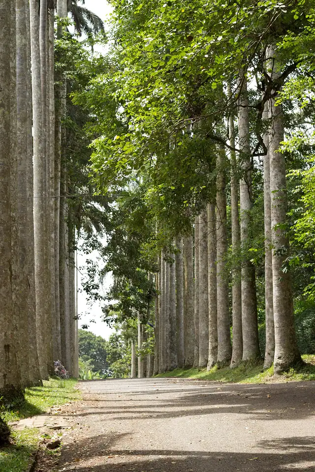 Palm trees at Aburi Botanical Gardens