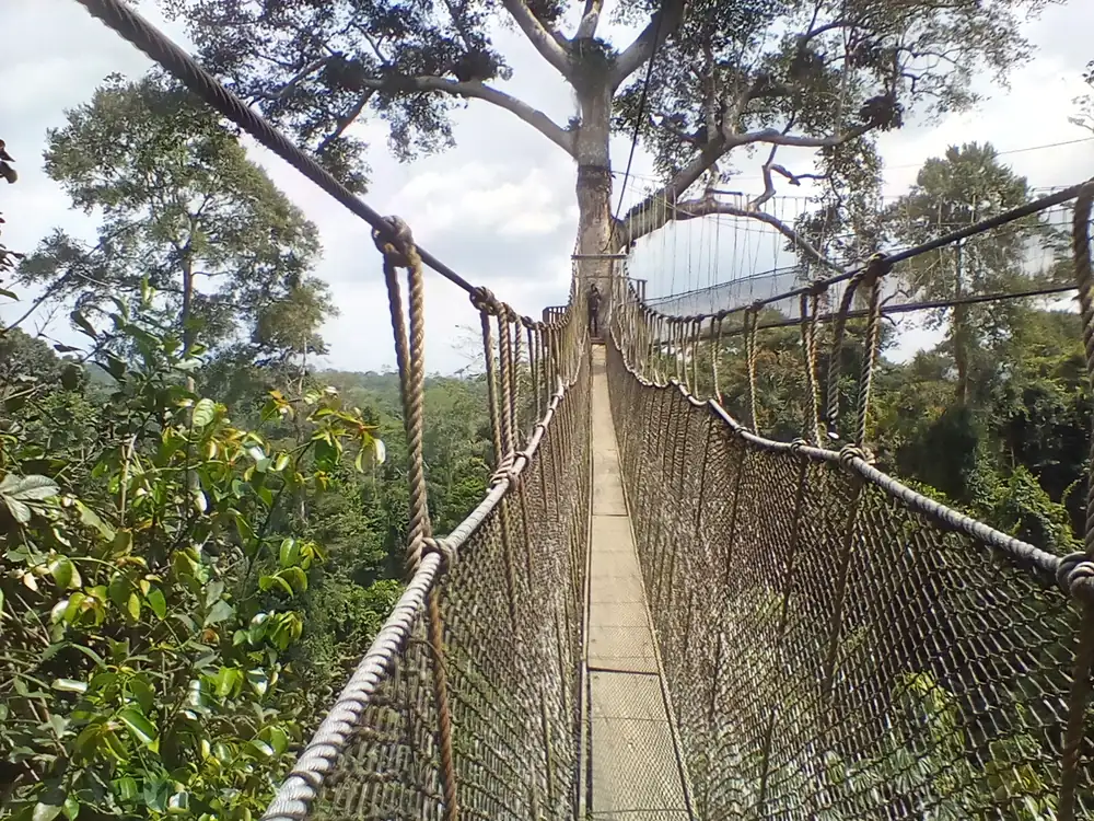 Canopy walkway at Kakum National Park, Ghana